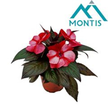 Impatiens NG rot/rot Töne