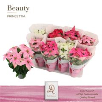 Poinsettia "Princettia" Mix