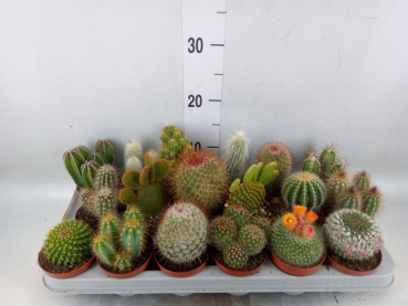 Cactus gemischt