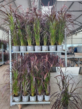 Pennisetum rubrum