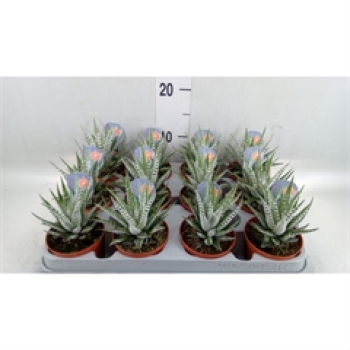 Haworthia fasciata 'Alba'