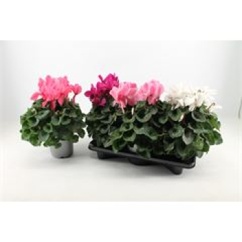 Cyclamen Mix XL