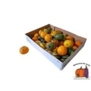 Cucurbita pepo gemischt
