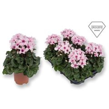 Cyclamen midi "Illusia"