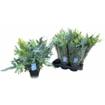 Phlebodium aureum 'Blue Star'