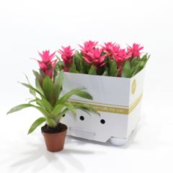 Guzmania pink
