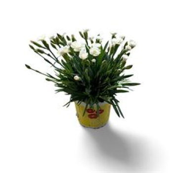 Dianthus allw. 'Lucky Lips' weiß