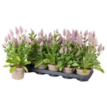 Ptilotus exaltatus 'Joey'