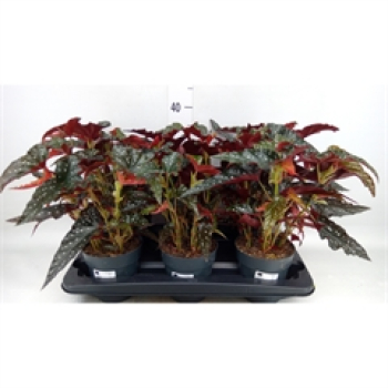 Begonia mac. 'Black Forest'