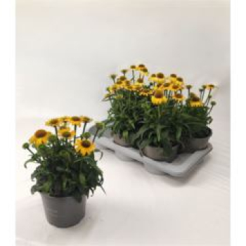 Echinacea gelb