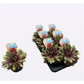 Sempervivum Chick Charms
