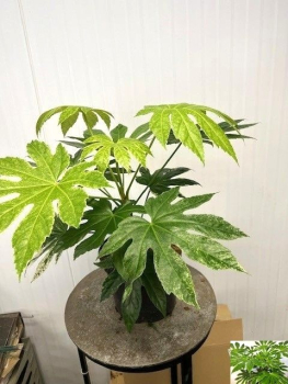 Fatsia japonica 'Variegata'