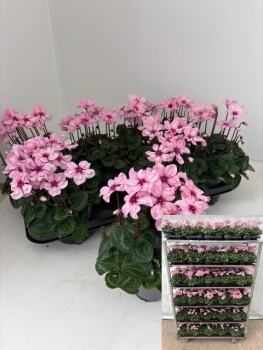 Cyclamen "Illusia"