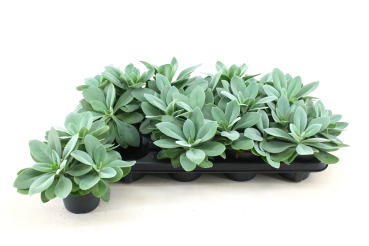 Senecio "Mountain Fire"