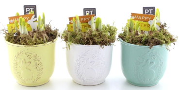 Narzissen in Osterkeramik