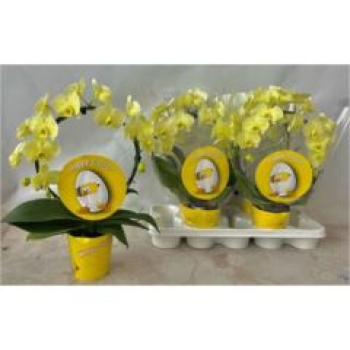 Phalaenopsis Bogen gelb