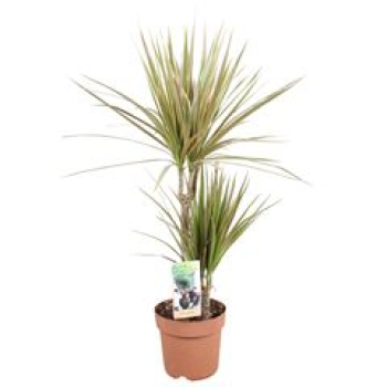 Dracaena marg. 'Bicolor'