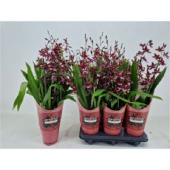 Burrageara 'Barrocco Red'