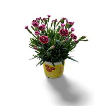 Dianthus allw. 'Lucky Lips' bourdeaux