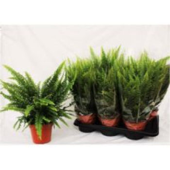 Nephrolepis exal. 'Green Lady'