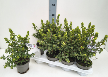 Symphoricarpus weiß