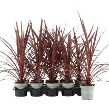 Cordyline "Red Star"