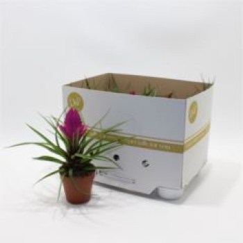 Tillandsia cyanea 'Josee'