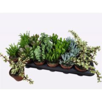 Succulenten gemischt