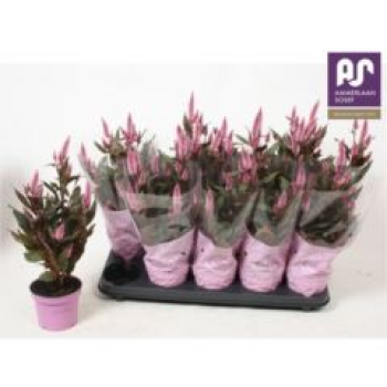 Celosia spic. 'Merida Pink'