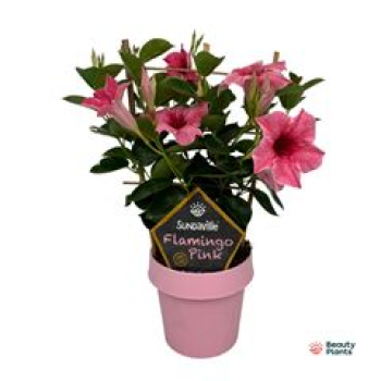 Mandevilla Spalier pink