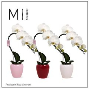 Phalaenopsis "Swan" weiß