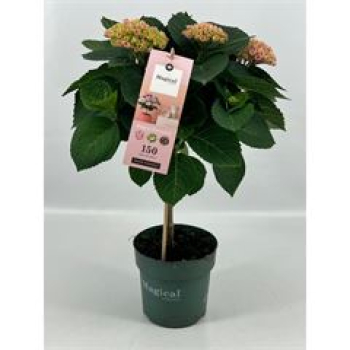 Hydrangea 'Magical Revolution' Stamm rosa