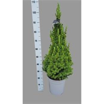 Picea glauca 'Conica'
