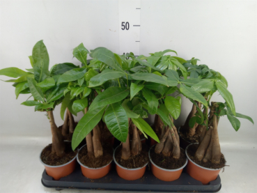 Pachira aquatica 3 Stamm