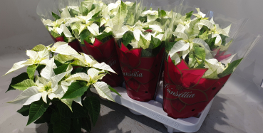 Poinsettia 'Princettia' weiß