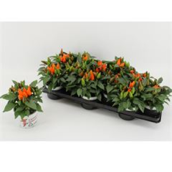 Capsicum annuum  'Favorit Orange'