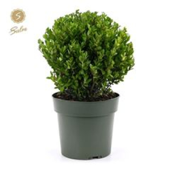 Ilex crenata Kugel