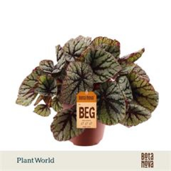 Begonia rex "Fedor"