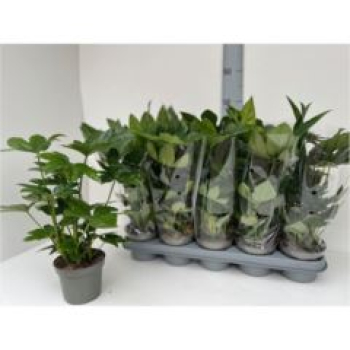 Fatsia japonica
