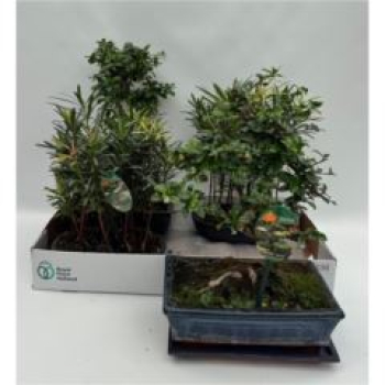 Bonsai Mix