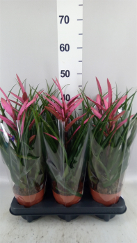 Tillandsia 'Camina'