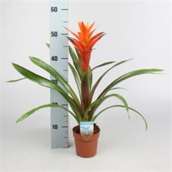 Guzmania orange