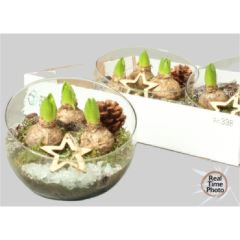 Hyazinthen in Glasschale