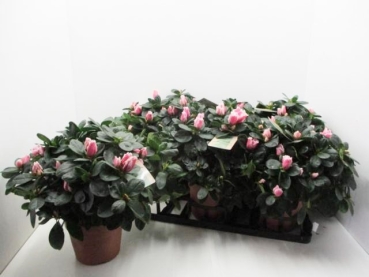 Azaleen "Lea" 22-25 cm rosa-weiß