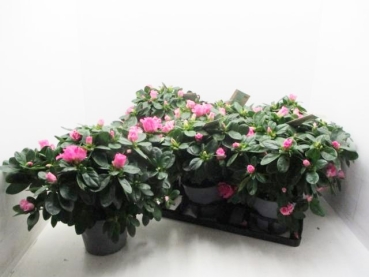 Azaleen "Lea" 22-25 cm pink
