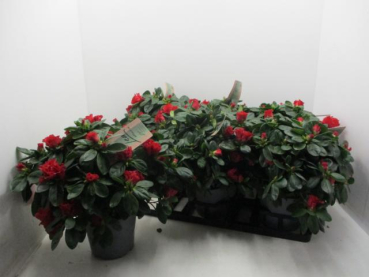 Azaleen rot