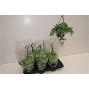Scindapsus pictus 'Argyraeus' Ampel