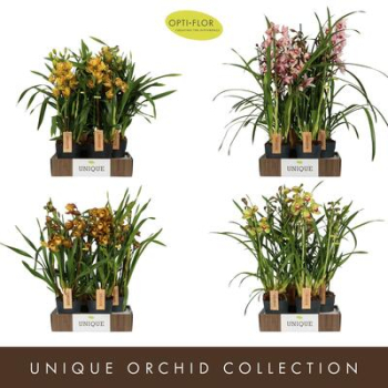 Cymbidium 4 Rispen orangegelb