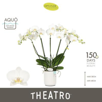 Phalaenopsis "Theatro" weiß