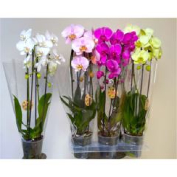 Phalaenopsis "Cascade" gemischt